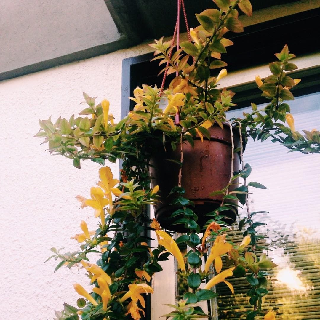 Tangerine Lipstick Plant