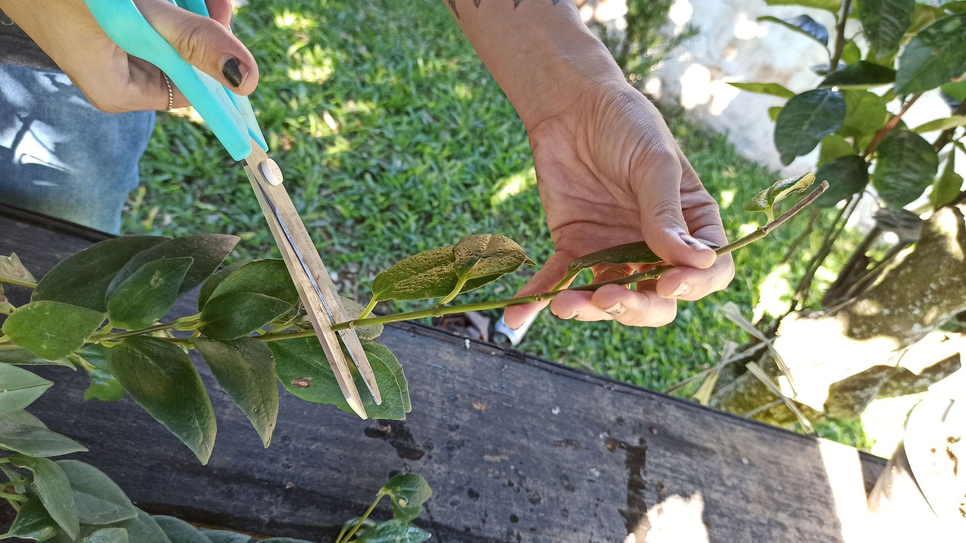 How to prune lipstick plant