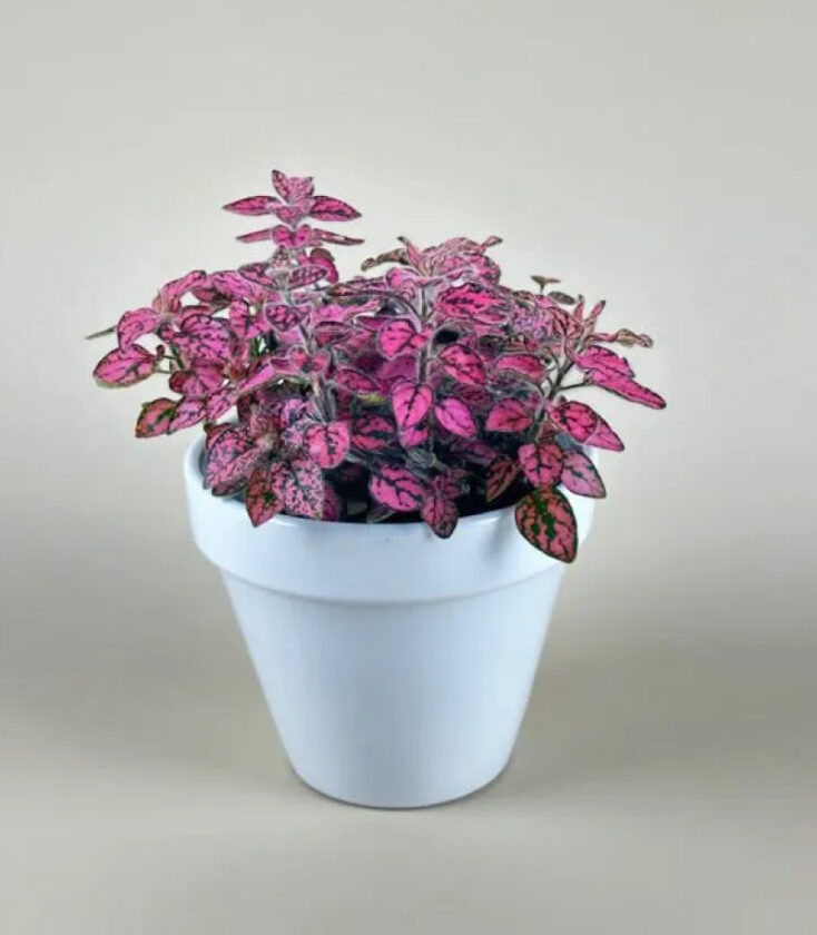 purple polka dot plant