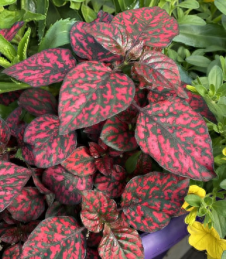 Red polka dot plant