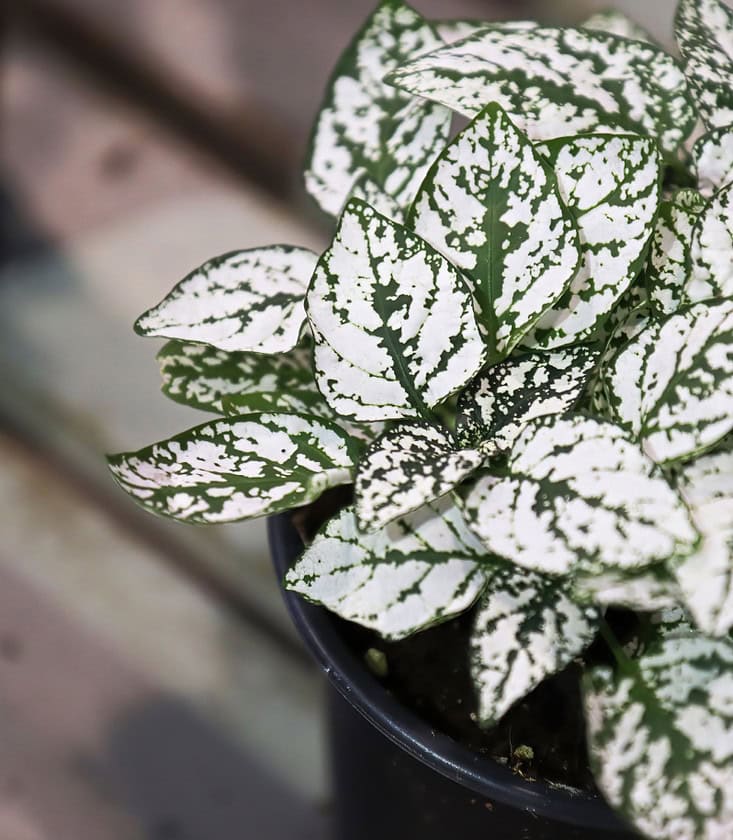 White polka dot plant