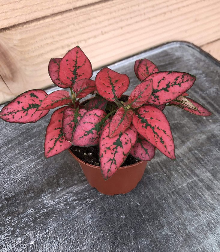 pink polka dot plant