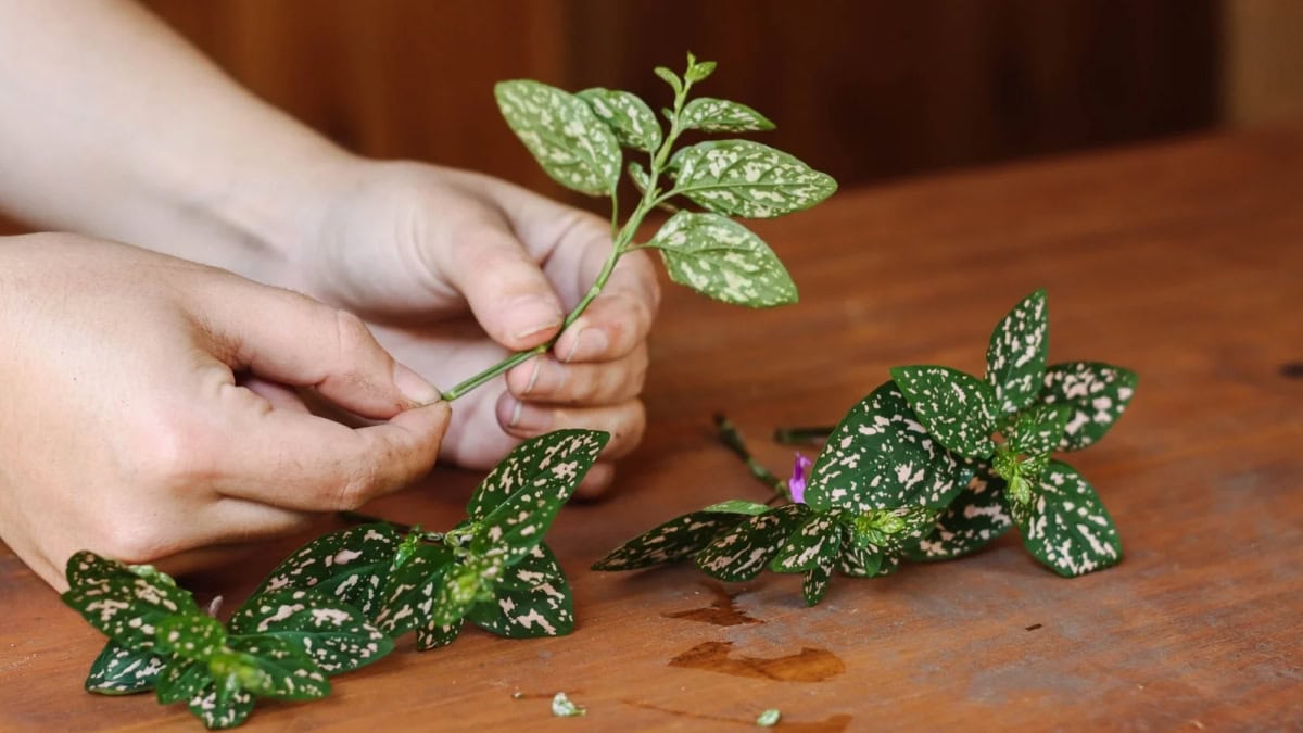 polka dot plant propagation