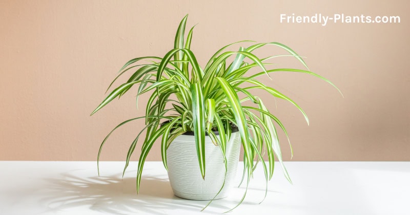 pet friendly plants for bedroom