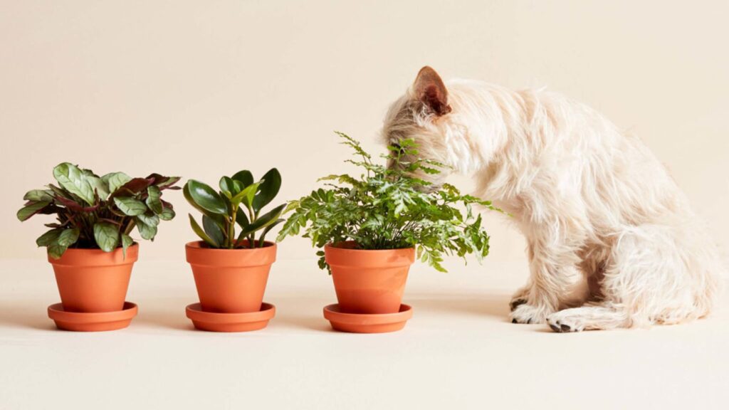 dog friendly plants