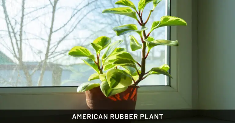 American Rubber Plant: Safe for Dogs, Cats & Horses | Outdoor & Pet Friendly