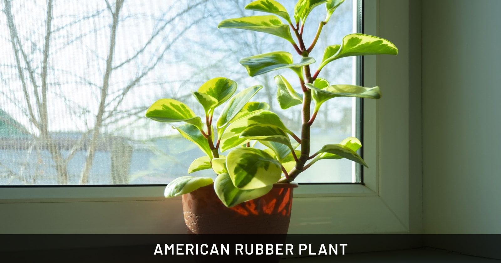 American rubber plant