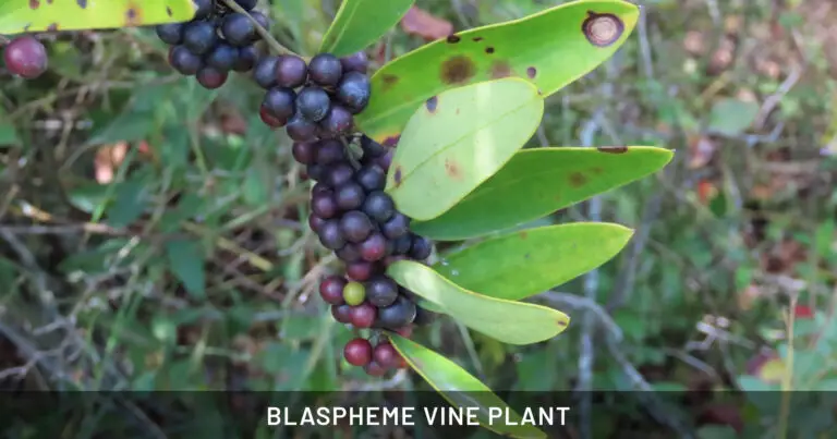 Blaspheme Vine Plant: Safe for Dogs, Cats & Horses | Outdoor & Pet Friendly