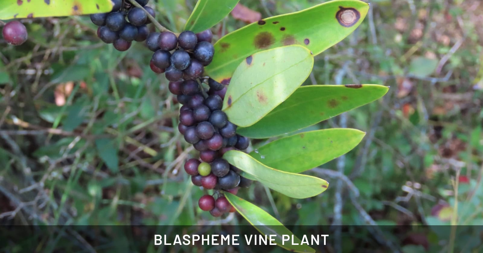 Blaspheme Vine Plant