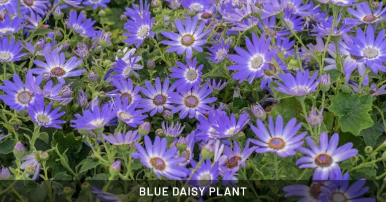 Blue Daisy Plant: Safe for Dogs, Cats & Horses | Outdoor & Pet Friendly