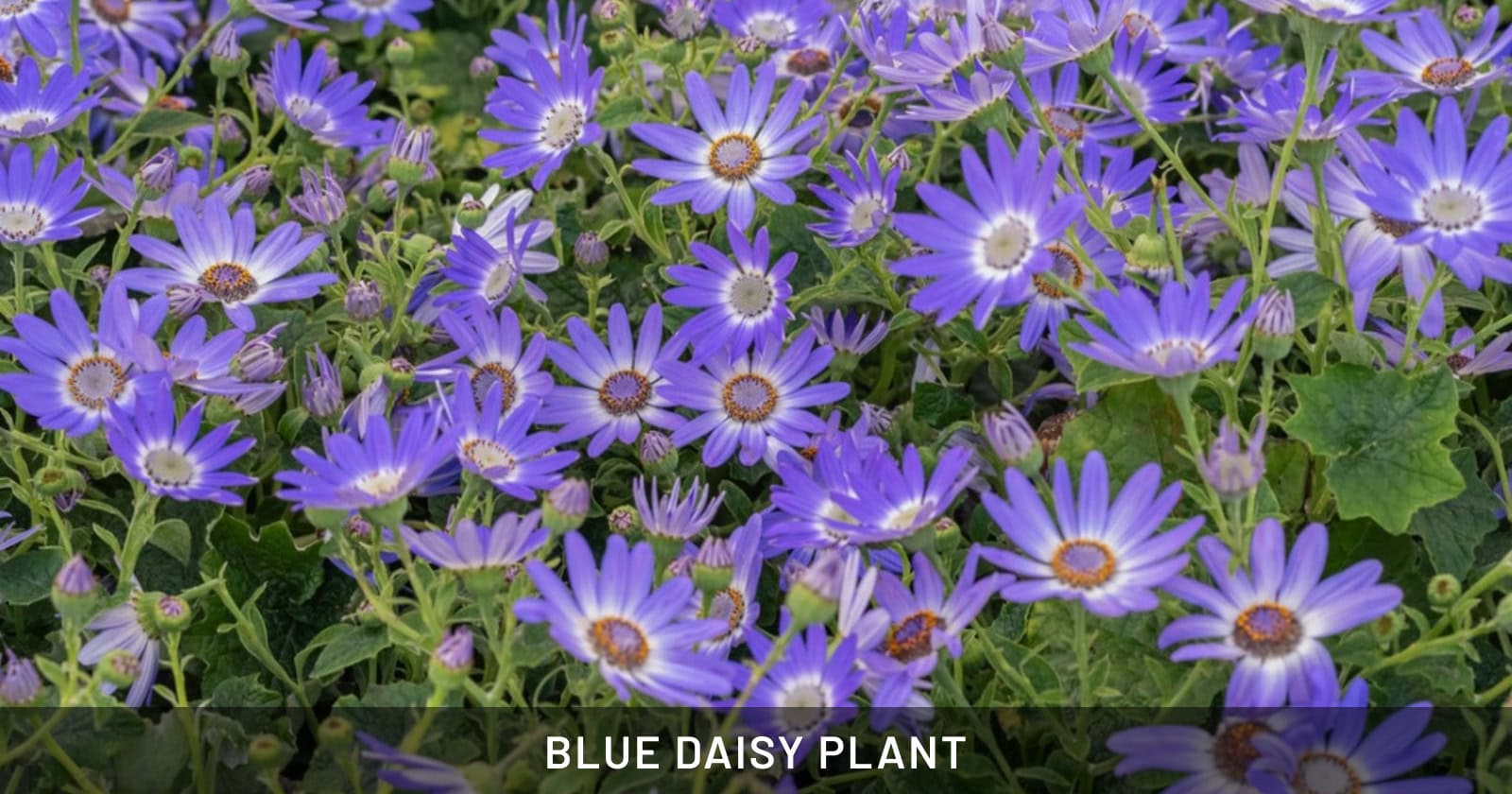 Blue Daisy Plant
