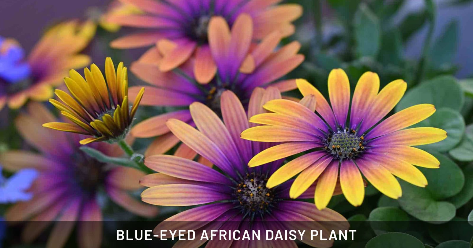 Blue-eyed African Daisy Plant