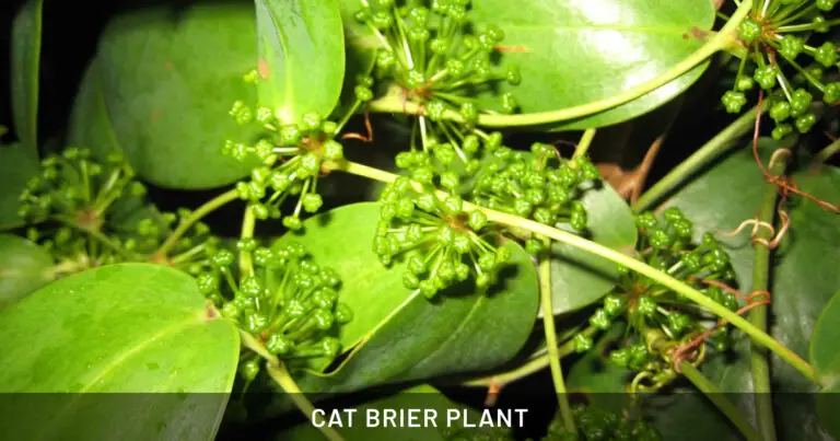 Cat Brier Plant: Safe for Dogs, Cats & Horses | Outdoor & Pet Friendly