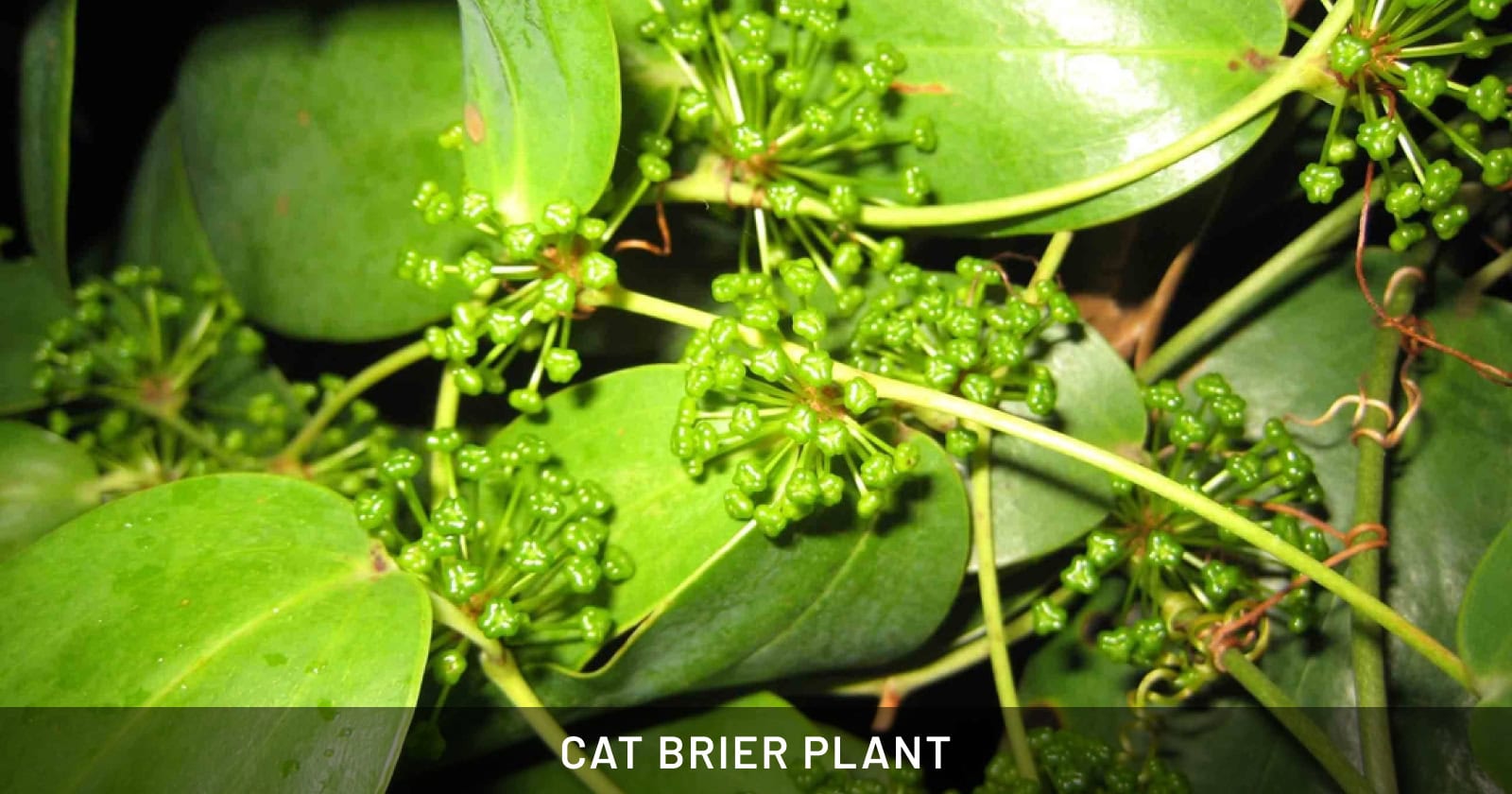 CAT BRIER PLANT