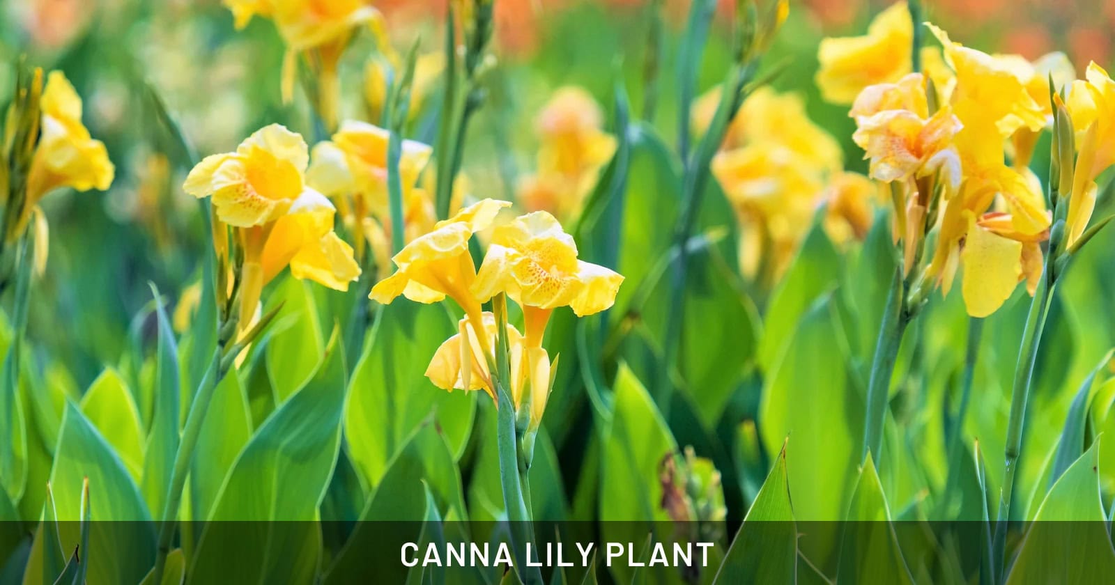 Canna Lily Plant
