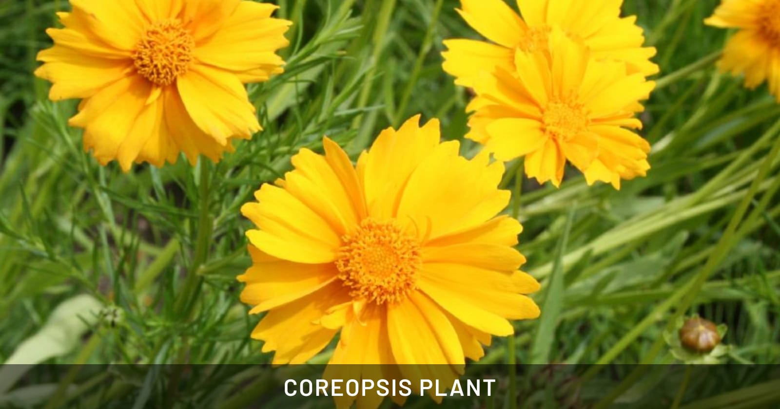 Coreopsis Plant