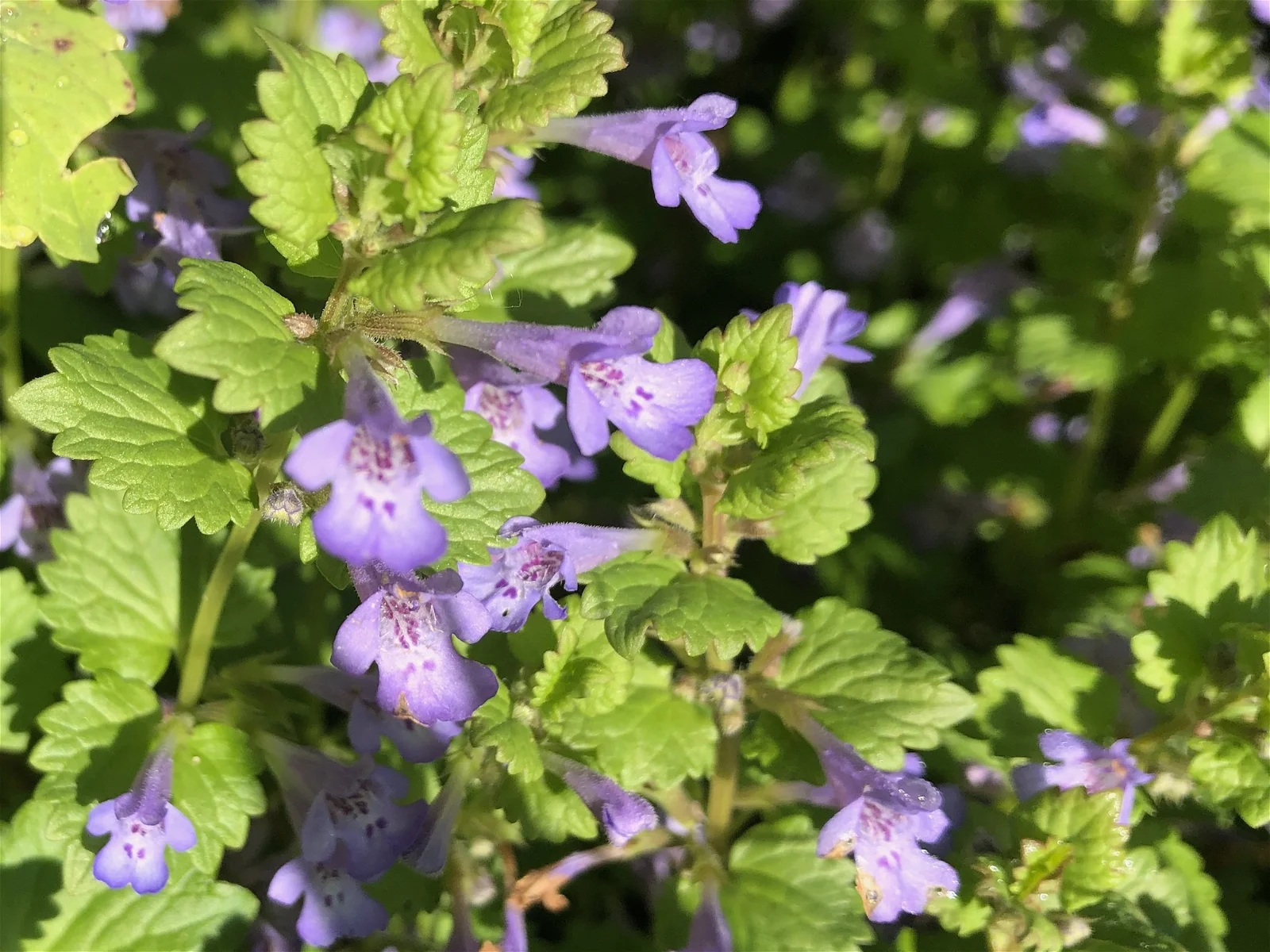 Creeping Charlie Plant 1