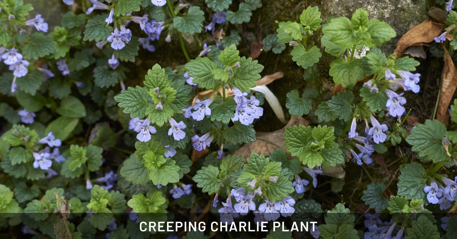 Creeping Charlie Plant