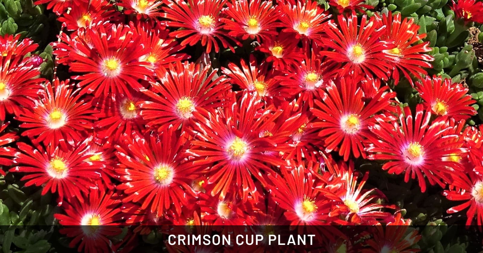 Crimson cup plant
