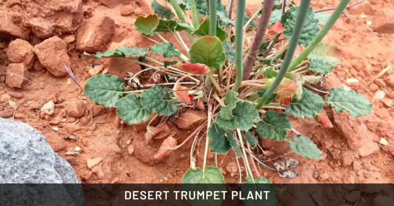 Desert Trumpet Plant: Safe for Dogs, Cats & Horses | Outdoor & Pet Friendly