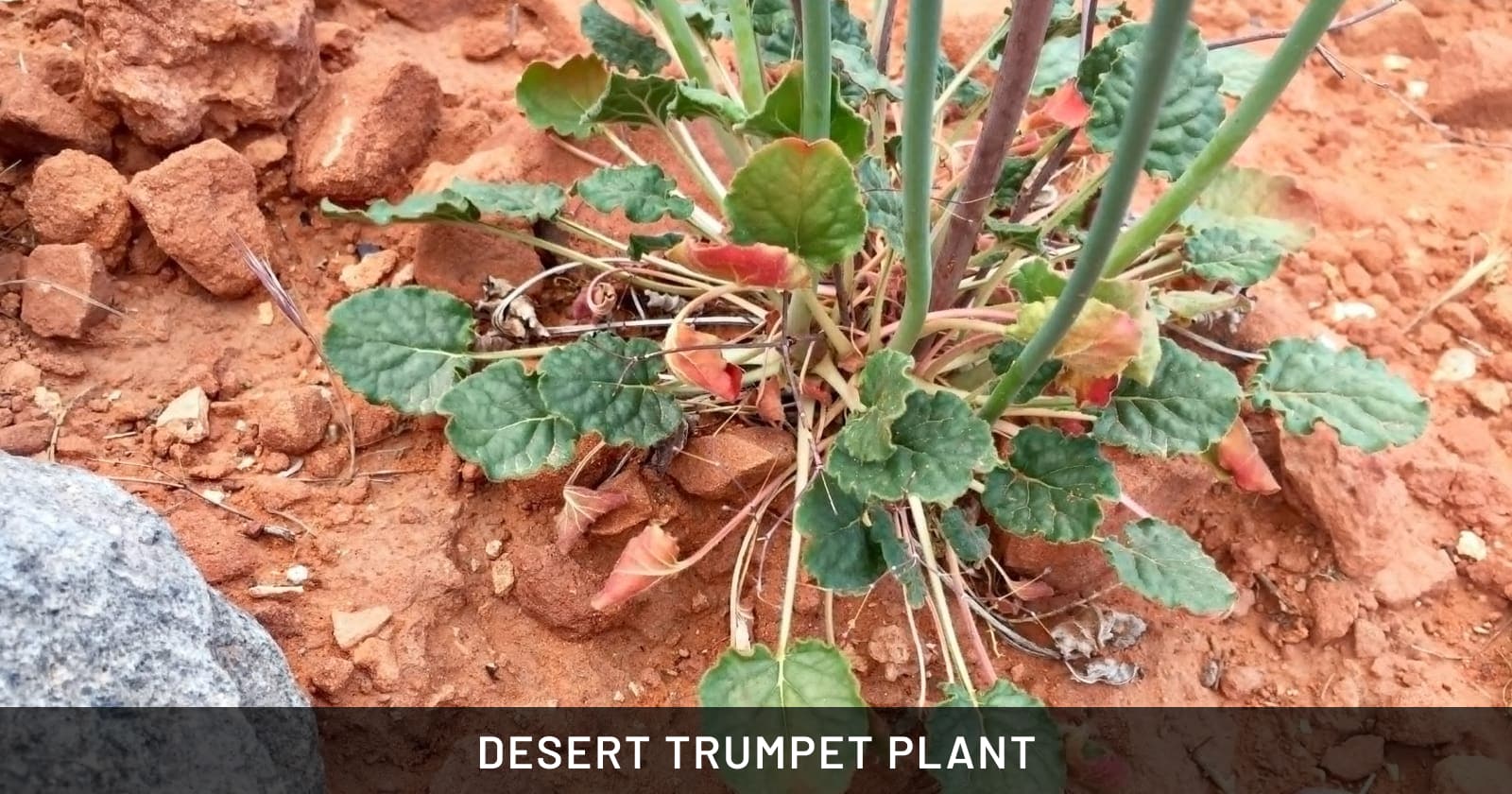 Desert trumpet plant