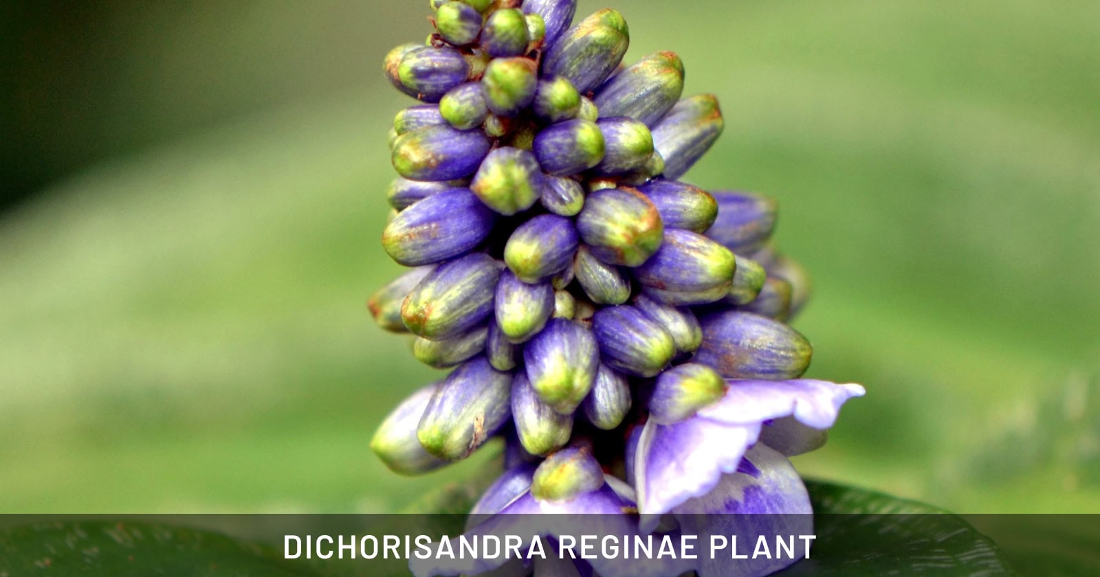 Dichorisandra reginae Plant