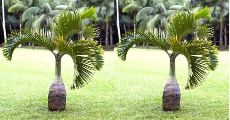 Dwarf Royal Palm: Care & Growing Guide