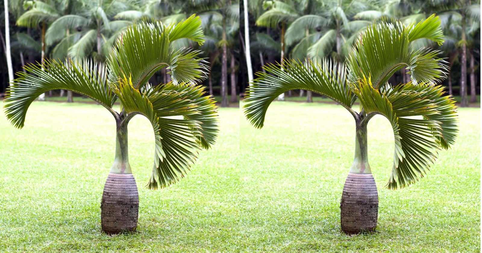 Dwarf Royal Palm Care