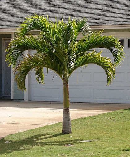 Dwarf Royal Palm Plant Identifier