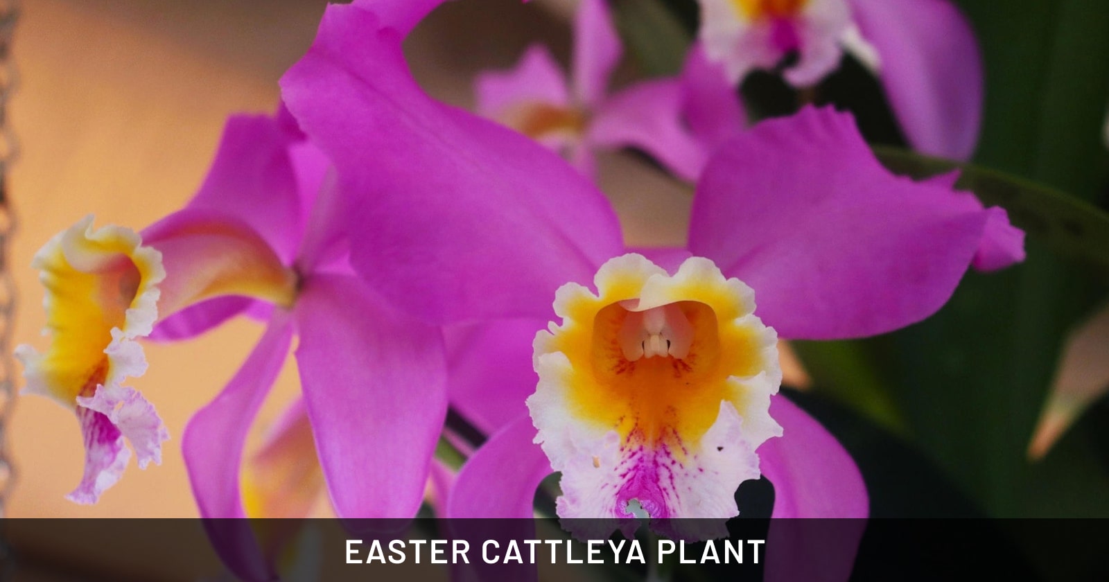 EASTER cattleya plant