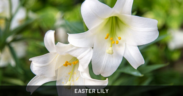 Easter Lily Plant: Safe for Dogs & Horses | Outdoor & Pet Friendly