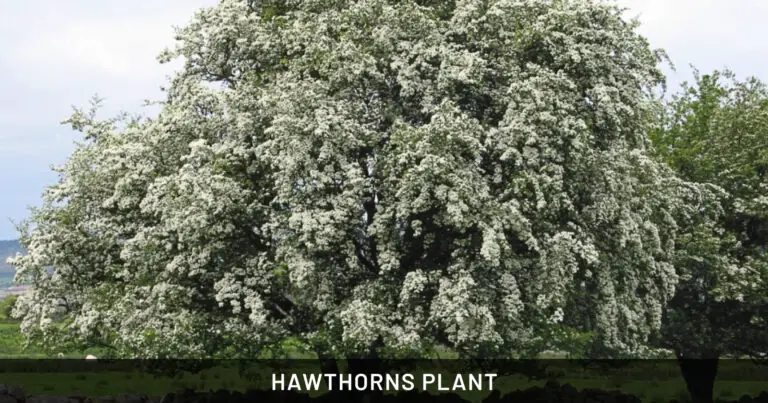 Hawthorns Plant: Safe for Dogs, Cats & Horses | Outdoor & Pet Friendly