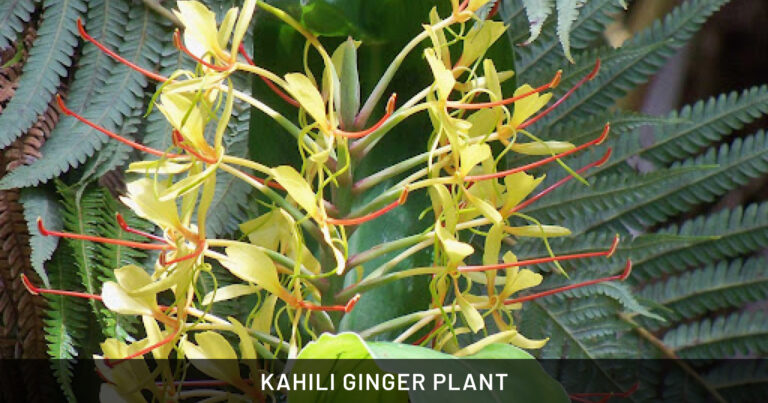 Kahili Ginger Plant: Safe for Dogs, Cats & Horses | Outdoor & Pet Friendly