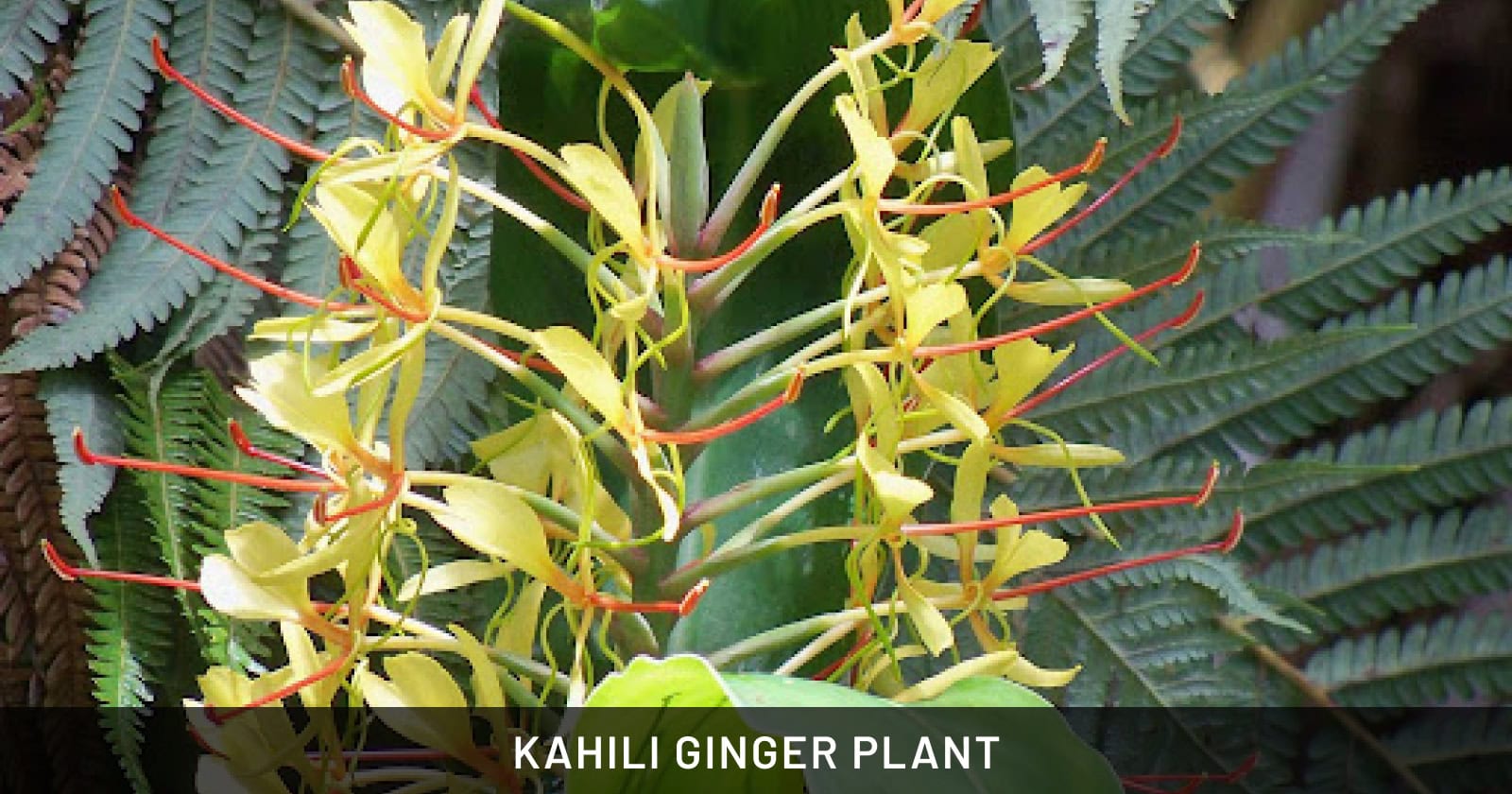 Kahili Ginger Plant