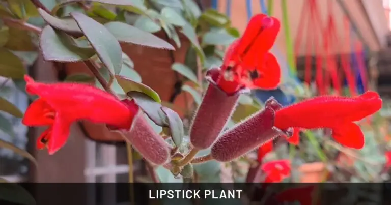 Lipstick Plant: Safe for Dogs, Cats & Horses | Outdoor & Pet Friendly