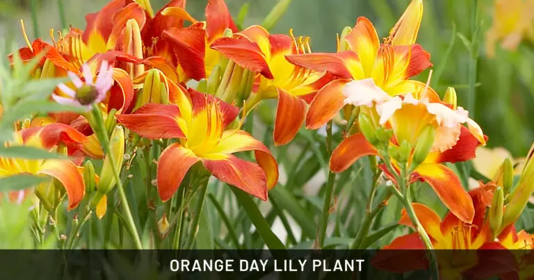 Orange Day Lily Plant: Safe for Dogs & Horses | Outdoor & Pet Friendly