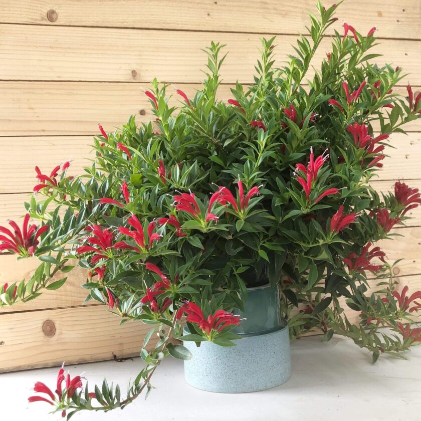 Red Lipstick Plant