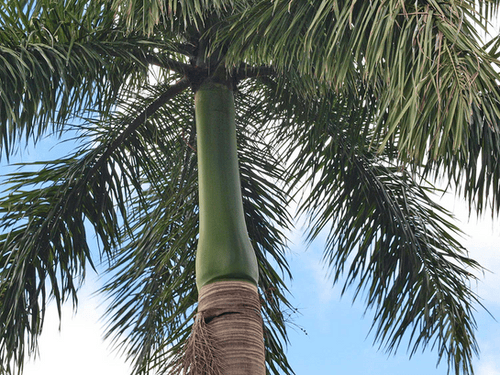 Roystonea oleracea plant