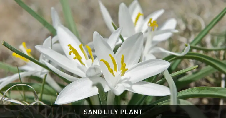 Sand Lily Plant: Safe for Dogs & Cats | Outdoor & Pet Friendly