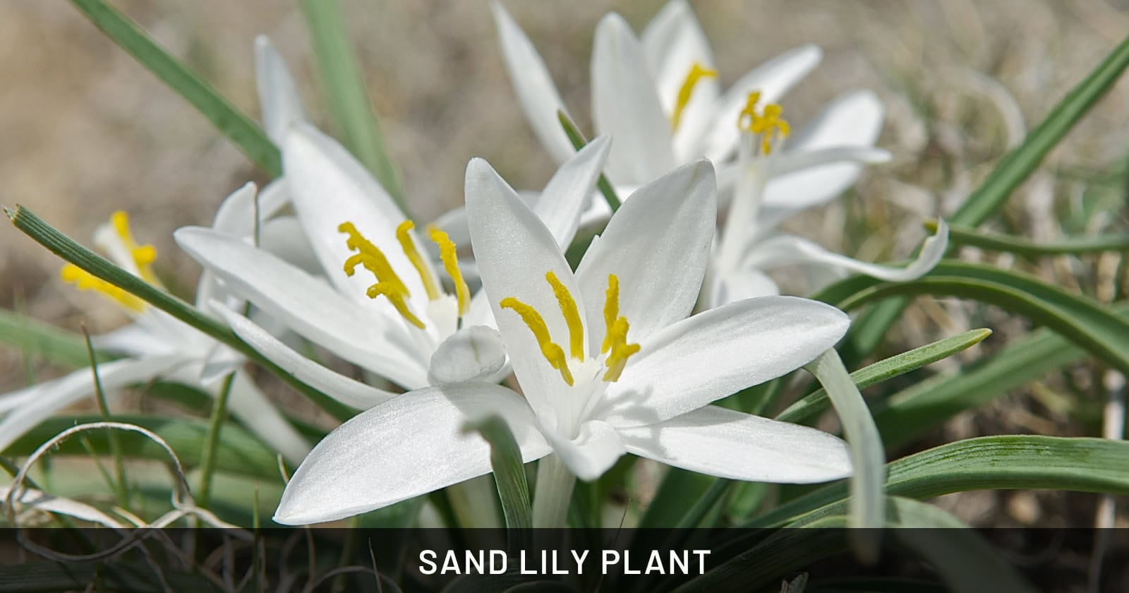 Sand Lily Plant