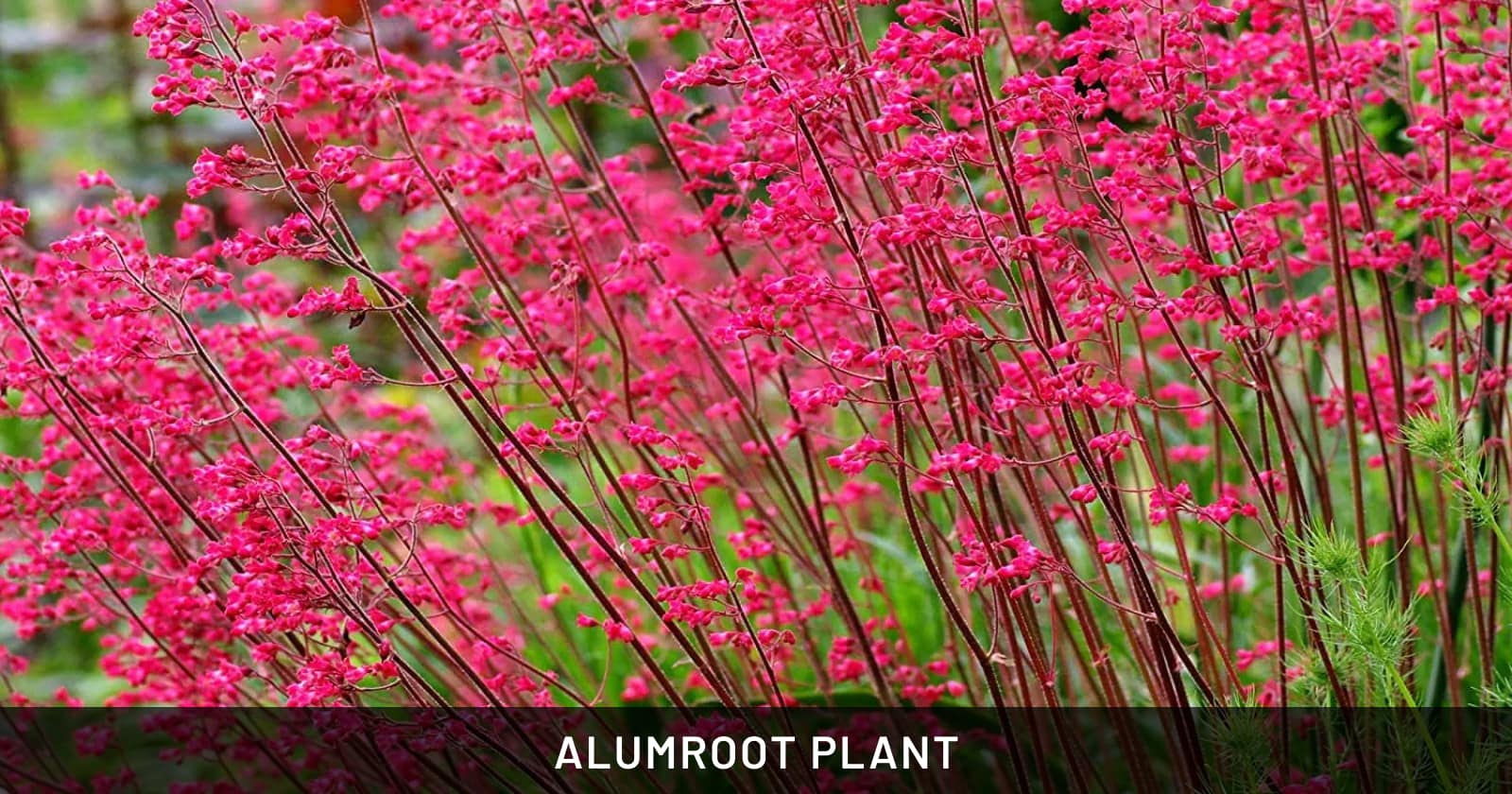 alumroot plant