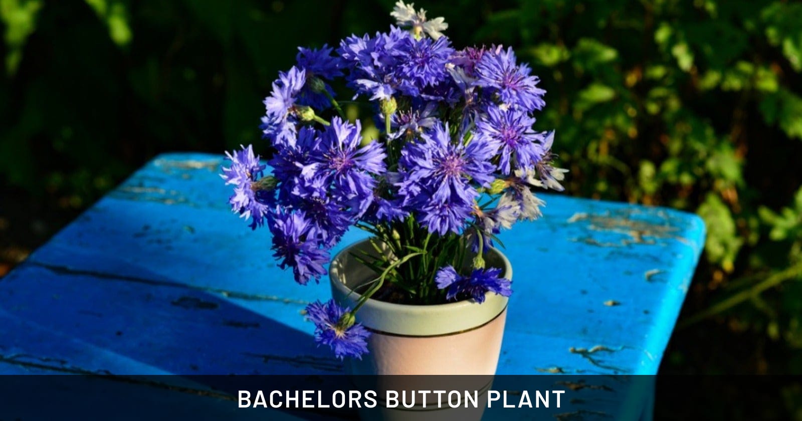 bachelors button plant