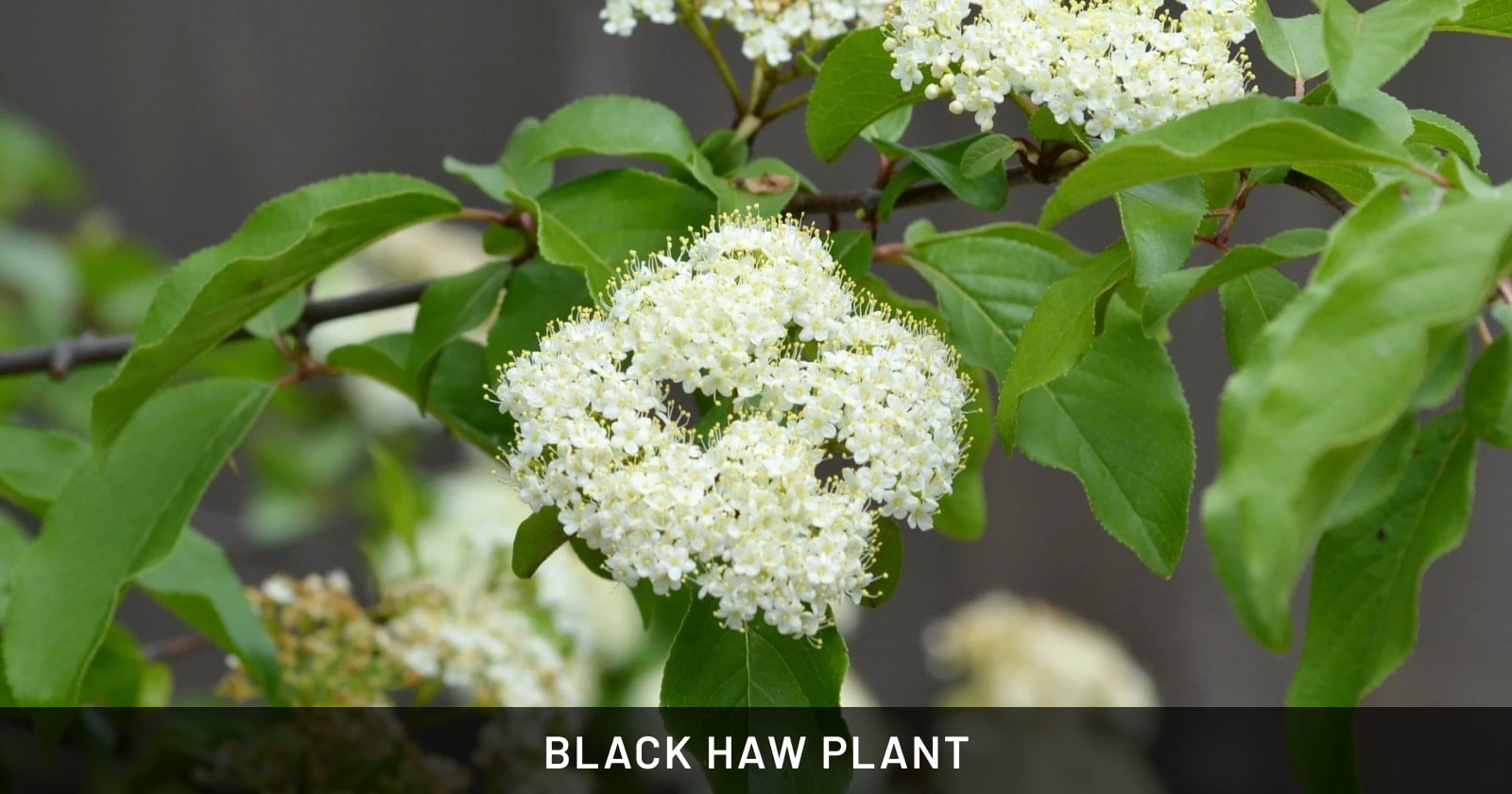 black haw plant