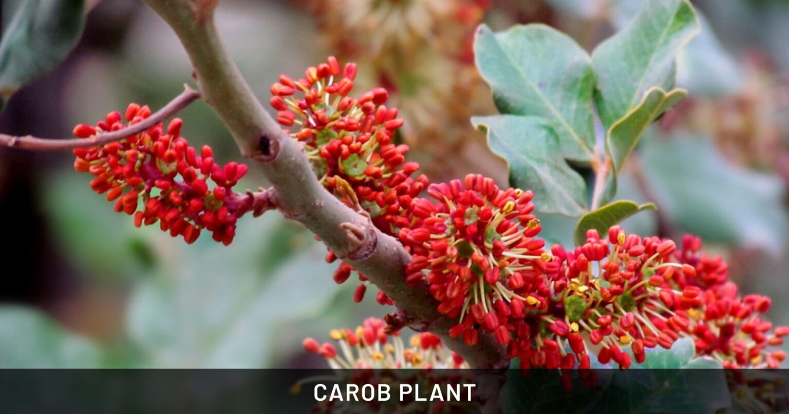 Carob Tree | Friendly-Plants.com