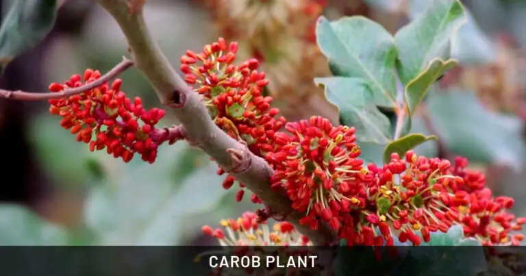 Carob Tree: Safe for Dogs, Cats & Horses | Outdoor & Pet Friendly