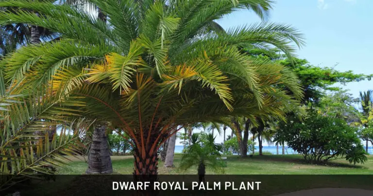 Dwarf Royal Palm Plant: Safe for Dogs & Cats | Indoor & Pet Friendly