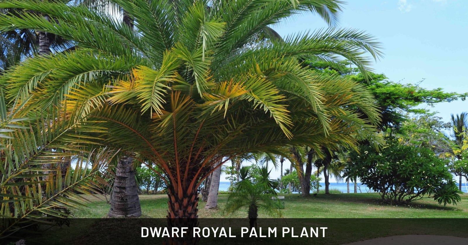 dwarf royal palm plant