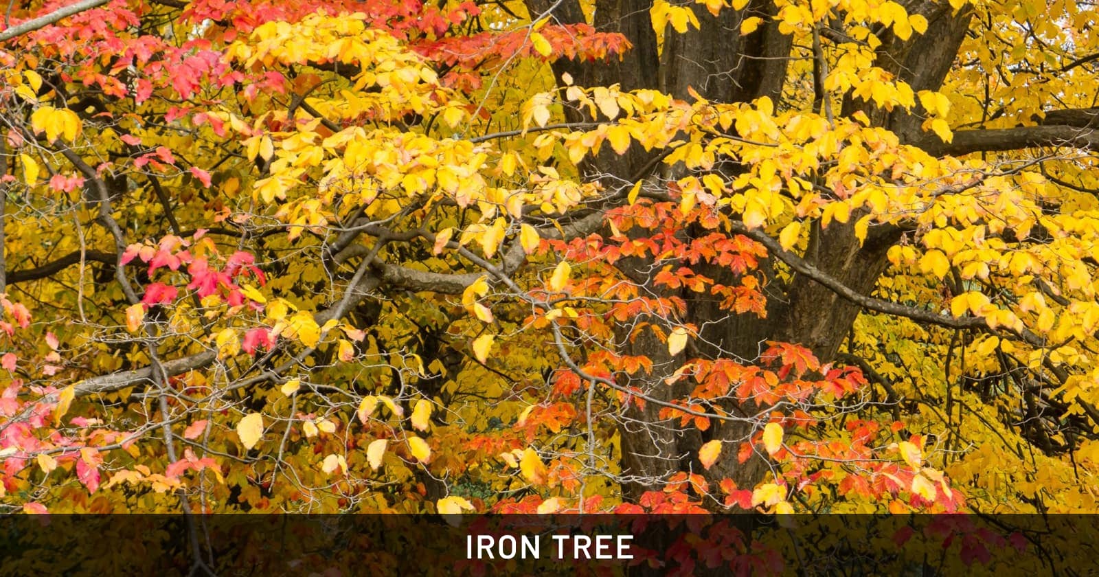 iron tree