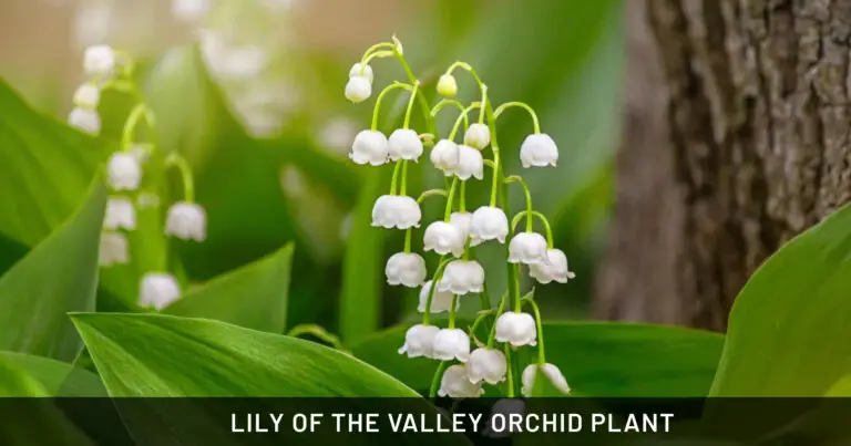 Lily of the Valley Orchid Plant: Safe for Dogs, Cats & Horses | Indoor & Pet Friendly