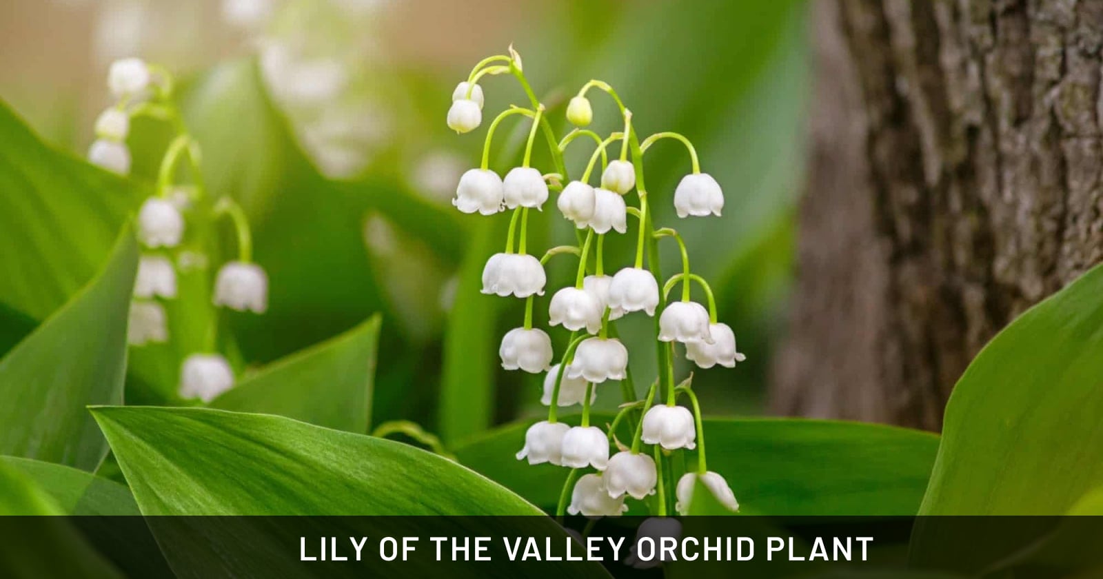 lily of the valley orchid plant